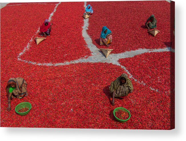 Red Acrylic Print featuring the photograph Women Collecting Red Chilies by Azim Khan Ronnie