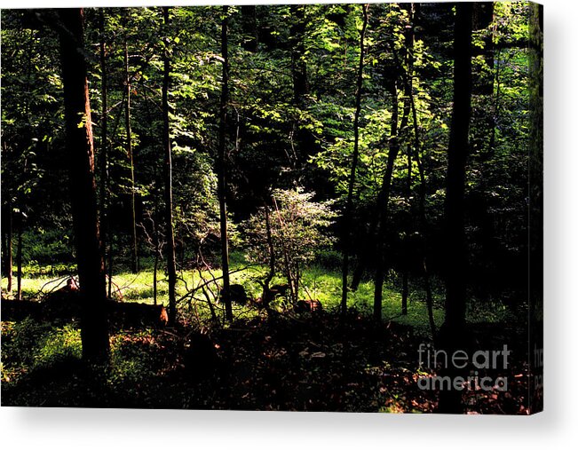 Forest Acrylic Print featuring the photograph Woodland Calm - No. 17 by Steve Ember