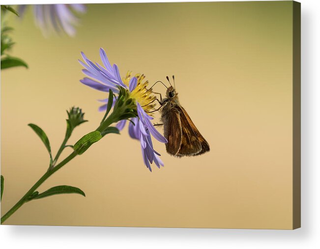 Animals Acrylic Print featuring the photograph Woodland Skipper on Aster by Robert Potts