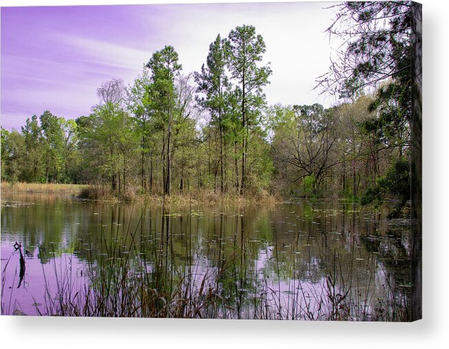  Acrylic Print featuring the photograph Woodlands by Rocco Silvestri