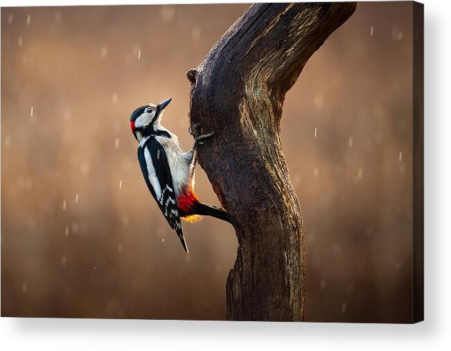 Woodpecker Acrylic Print featuring the photograph Woodpecker In The Rain by Kieran O Mahony