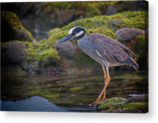 Coral Cove Acrylic Print featuring the photograph Yellow-crowned Night Heron by Steve DaPonte
