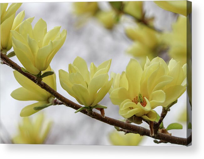 Dogwood Acrylic Print featuring the photograph Yellow Dogwood Bloom by Mary Anne Delgado