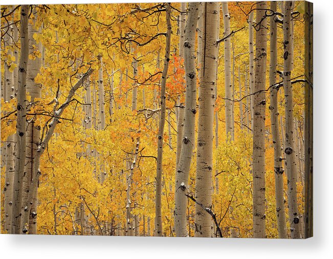 Aspen Forest Acrylic Print featuring the photograph Yellow Forest by Leland D Howard