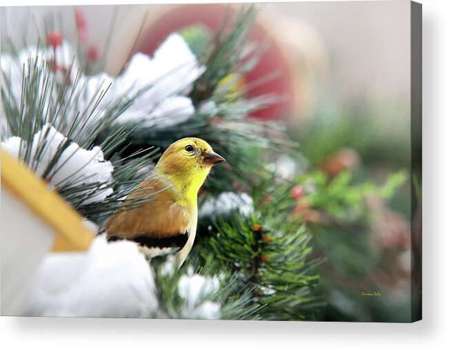 Bird Acrylic Print featuring the photograph Yellow Goldfinch by Christina Rollo