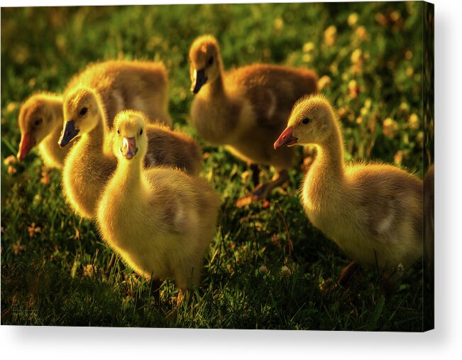 Goslings Geese Canada Geese Goose Grass Flowers Spring Green Yellow Wildlife Stoughton Wi Wisconsin Ducklings Acrylic Print featuring the photograph Wild yellow goslings in springtime grass and flowers by Peter Herman