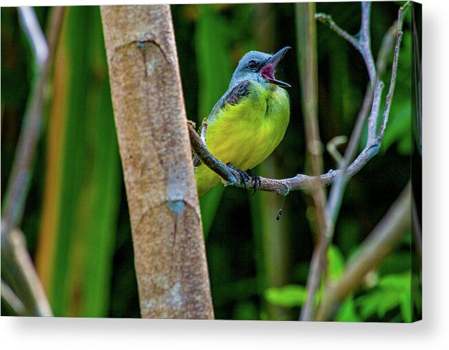 Songbird Acrylic Print featuring the photograph Yellow Throated Kingbird by Leslie Struxness