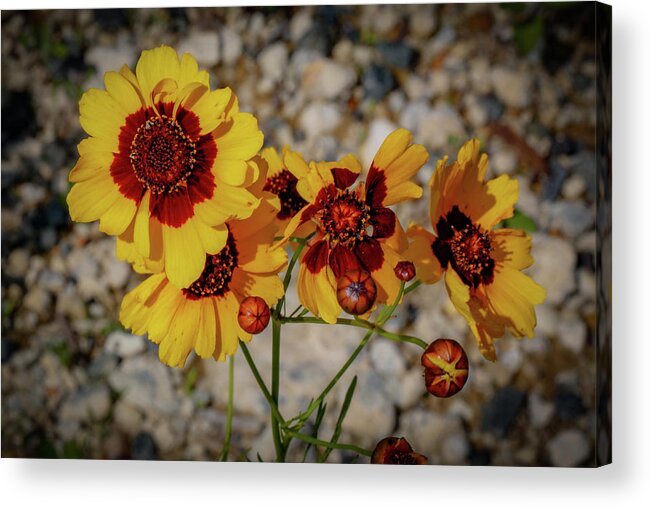 Flowers Acrylic Print featuring the photograph Yellow Wildflowers by Lora J Wilson