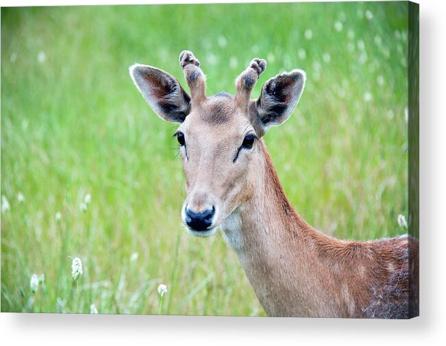 Grass Acrylic Print featuring the photograph Young Fawn, Red Fallow Deer Buck by Sharon Vos-arnold