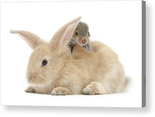 Adorable Acrylic Print featuring the photograph Young Grey Squirrel And Sandy Rabbit by Mark Taylor