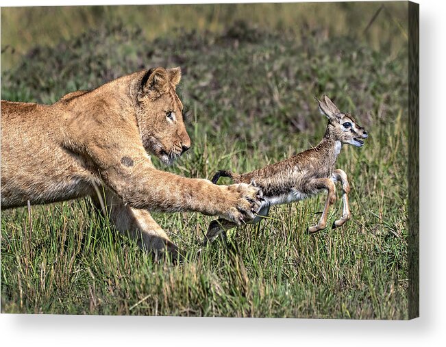 Lion Acrylic Print featuring the photograph Young Hunter by Xavier Ortega