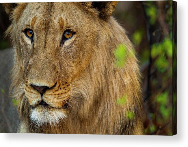 Sebastian Kennerknecht Acrylic Print featuring the photograph Young Male African Lion, Namibia by Sebastian Kennerknecht