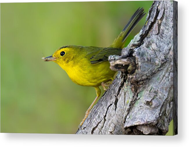 Nature Acrylic Print featuring the photograph Yummy Snack by Mike He
