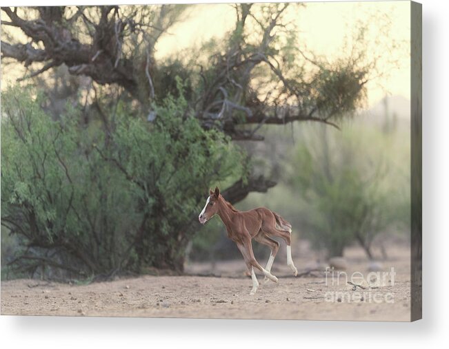 Cute Acrylic Print featuring the photograph Zoomies by Shannon Hastings