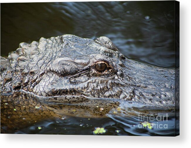 Alligator Acrylic Print featuring the photograph Alligator Eye #1 by Kimberly Blom-Roemer
