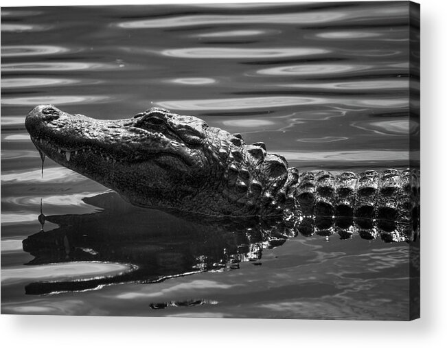 Alligator Acrylic Print featuring the photograph Alligator in Black and White by Carolyn Hutchins