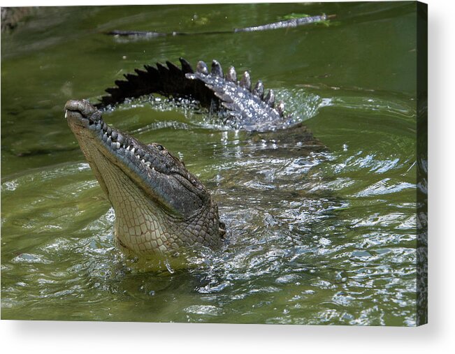 Crocodile Acrylic Print featuring the photograph American Crocodile #2 by Carolyn Hutchins