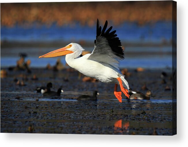 American White Pelican Acrylic Print featuring the photograph American White Pelican #1 by Shixing Wen