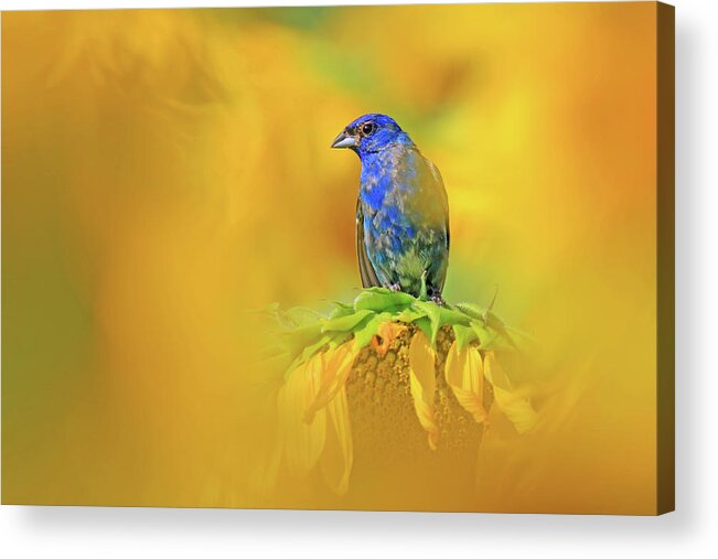 Indigo Bunting Acrylic Print featuring the photograph An Indigo Bunting Perched on a Sunflower #1 by Shixing Wen