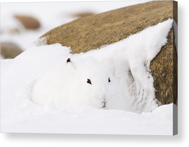 Snow Acrylic Print featuring the photograph Arctic hare. #1 by VisualCommunications