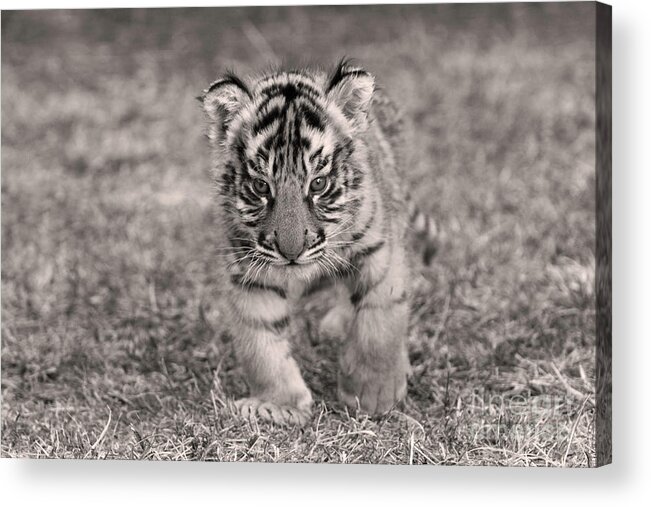 Alone Acrylic Print featuring the photograph Bengal Tiger Cub #1 by M Watson