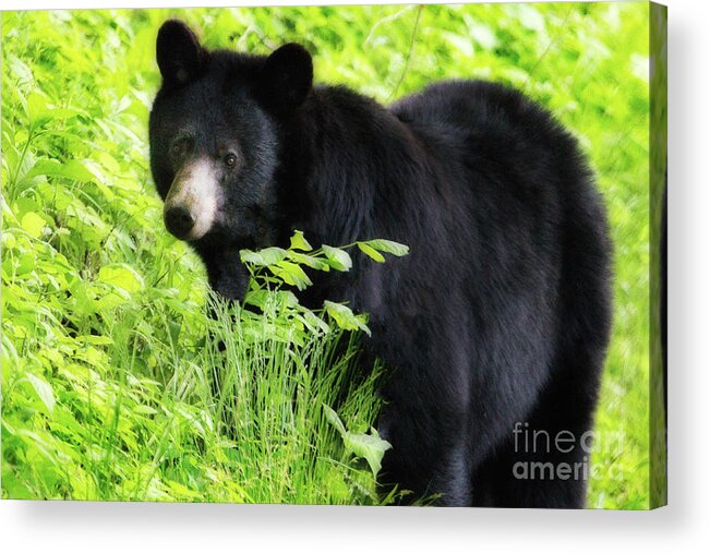 Landscape Acrylic Print featuring the photograph Black Bear, Smoky Mountains by Theresa D Williams