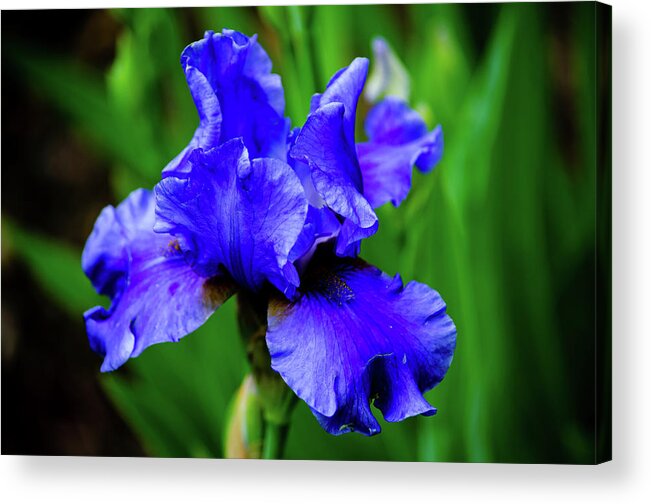 2012 Acrylic Print featuring the photograph Blue Iris #1 by Tikvah's Hope