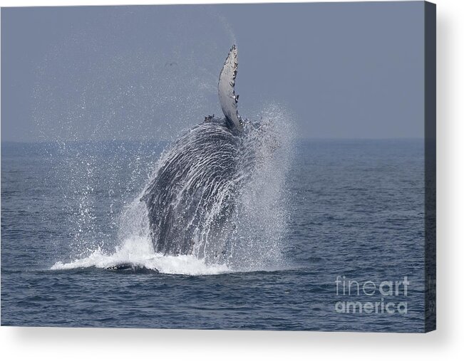 Princess Monterey Acrylic Print featuring the photograph Breaching Humpback #1 by Loriannah Hespe