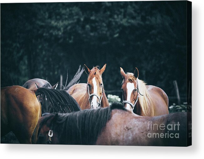 Horse Acrylic Print featuring the photograph Calm horses at sunset by Dimitar Hristov