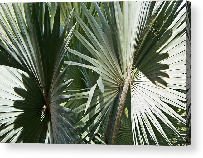 Semi-abstract Acrylic Print featuring the photograph Casablanca Silver Palms #1 by Christopher Byrd