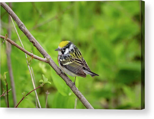 Aves Acrylic Print featuring the photograph Chestnut-sided warbler #1 by SAURAVphoto Online Store