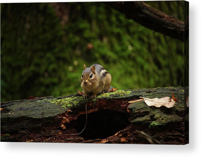 Chipmunk Acrylic Print featuring the photograph Chipmunk #1 by Brook Burling
