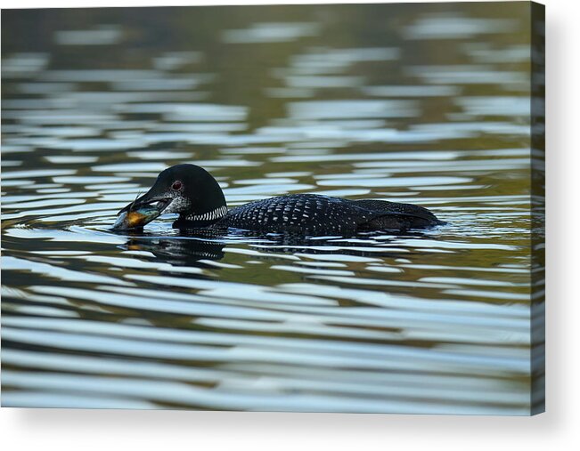 Common Loon Acrylic Print featuring the photograph Common Loon #1 by Brook Burling