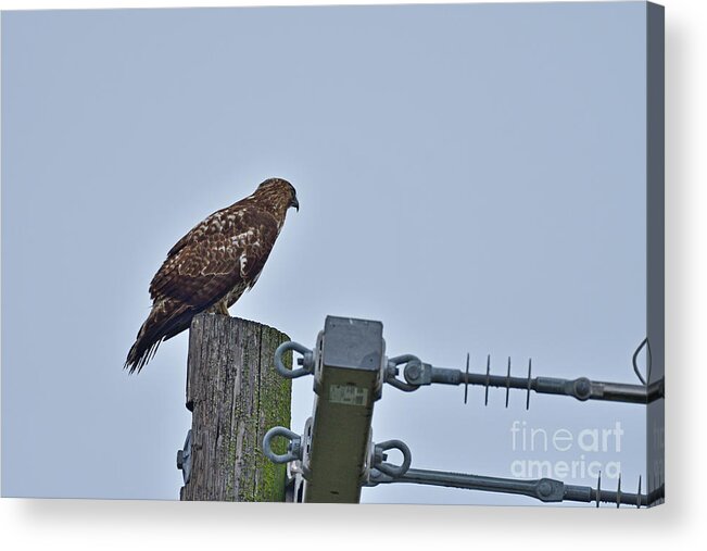 Accipiter Cooperii Acrylic Print featuring the photograph Cooper's Hawk #1 by Amazing Action Photo Video