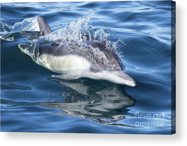 Danawharf Acrylic Print featuring the photograph Cruising Dolphin #1 by Loriannah Hespe