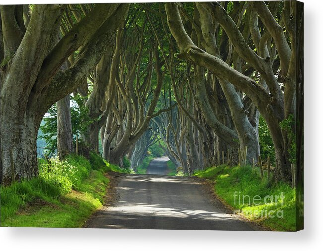 Dark Hedges Acrylic Print featuring the photograph Dark Hedges, County Antrim, Northern Ireland by Neale And Judith Clark