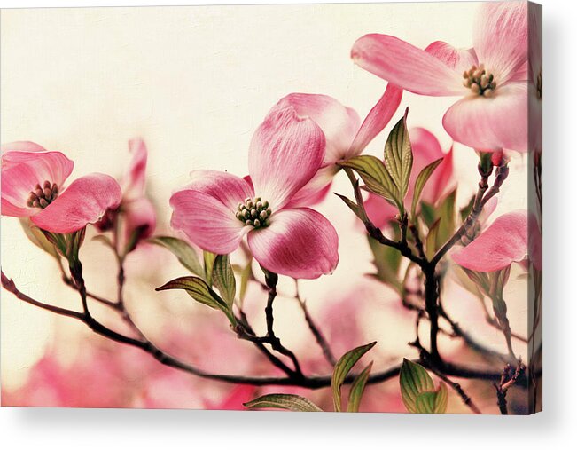 Dogwood Acrylic Print featuring the photograph Delicate Dogwood by Jessica Jenney