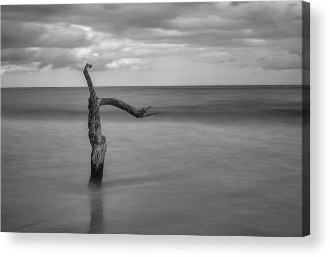 Black Acrylic Print featuring the photograph Driftwood Beach in Black and White by Carolyn Hutchins