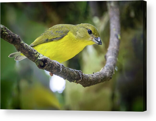 Colombia Acrylic Print featuring the photograph Female Thick Billed Euphonia Entreaguas Ibague Tolima Colombia by Adam Rainoff