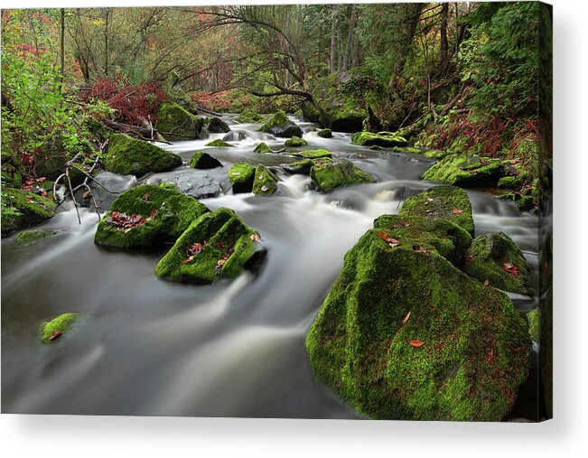 Fall Acrylic Print featuring the photograph Flowing Into Fall #1 by Josh Eral
