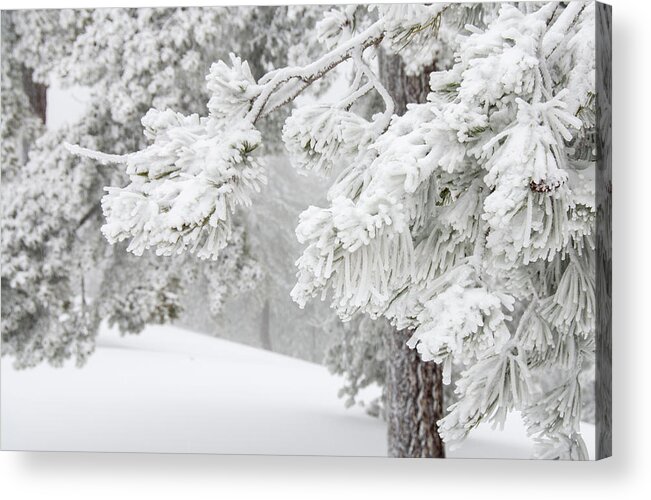 Frozen Acrylic Print featuring the photograph Forest landscape in snowy mountains. Snowstorm and frozen snow covered fir trees in winter season. #3 by Michalakis Ppalis