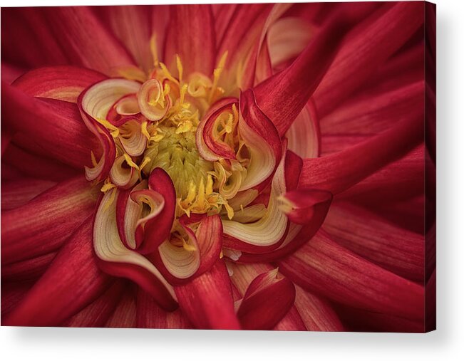 Flowers Acrylic Print featuring the photograph From The Garden 5 #1 by Robert Fawcett