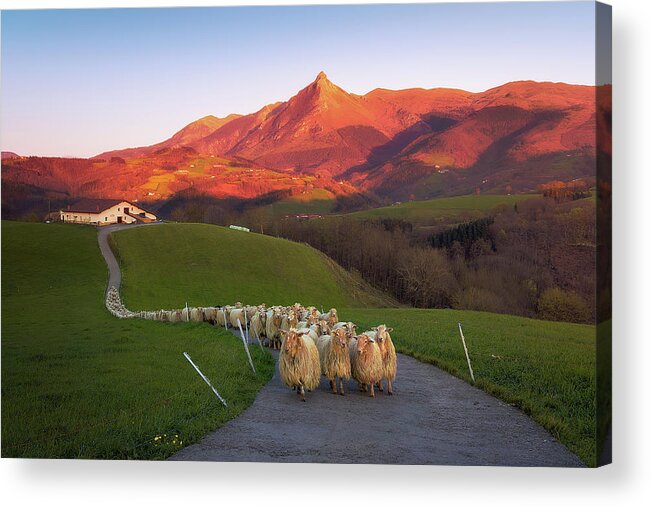 Sheep Acrylic Print featuring the photograph Goierri #1 by Mikel Martinez de Osaba