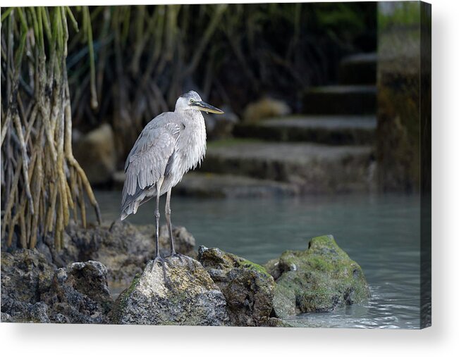 Republic Of Ecuador Acrylic Print featuring the photograph Great Blue Heron, Ardea herodias, Santa Cruz Island, Galapagos Islands, Ecuador #1 by Kevin Oke