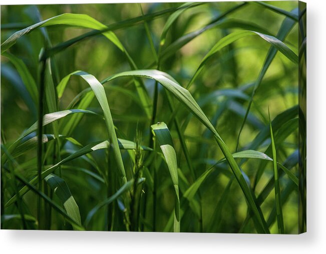 Grass Acrylic Print featuring the photograph Green Grass Field #1 by Amelia Pearn