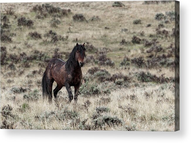 Wild Acrylic Print featuring the photograph Hickory #1 by Ronnie And Frances Howard