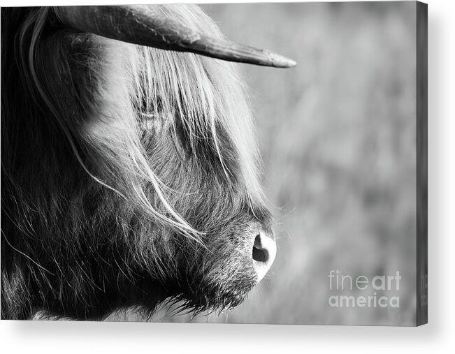 Highland Cattle Acrylic Print featuring the photograph Highland cow face side view black and white #2 by Simon Bratt