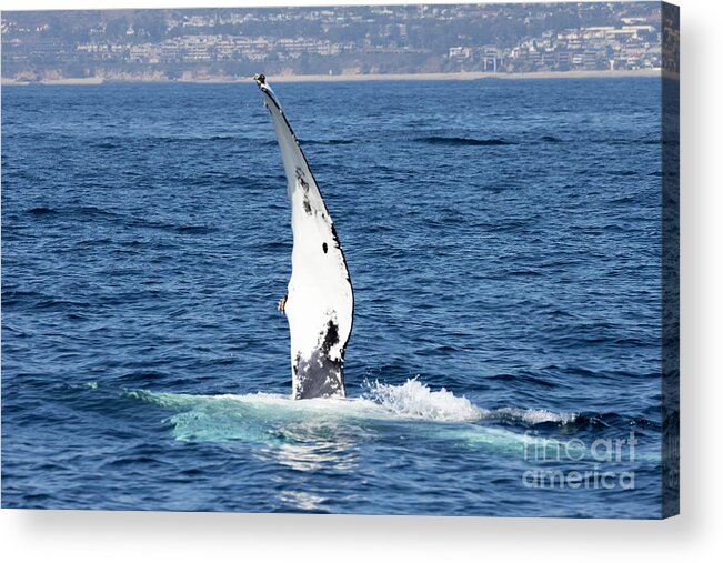 Humpback Whale Acrylic Print featuring the photograph Humpback Whale Pectoral Fin #1 by Loriannah Hespe
