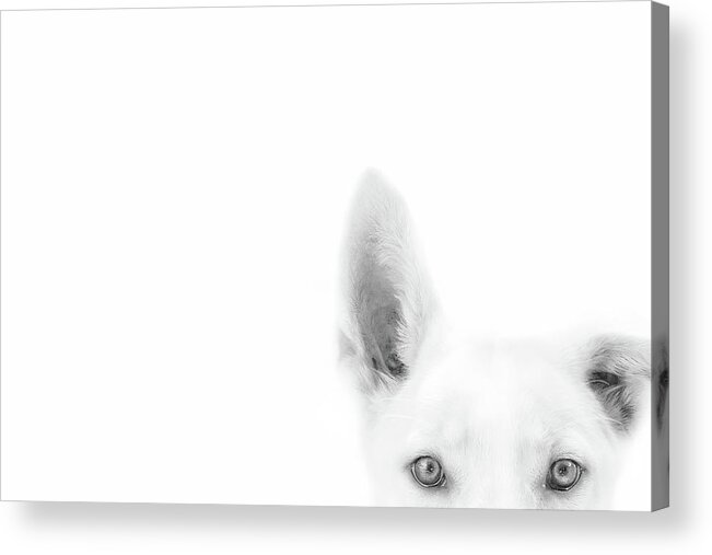 Dog Acrylic Print featuring the photograph I'm Listening #1 by Ghostwinds Photography