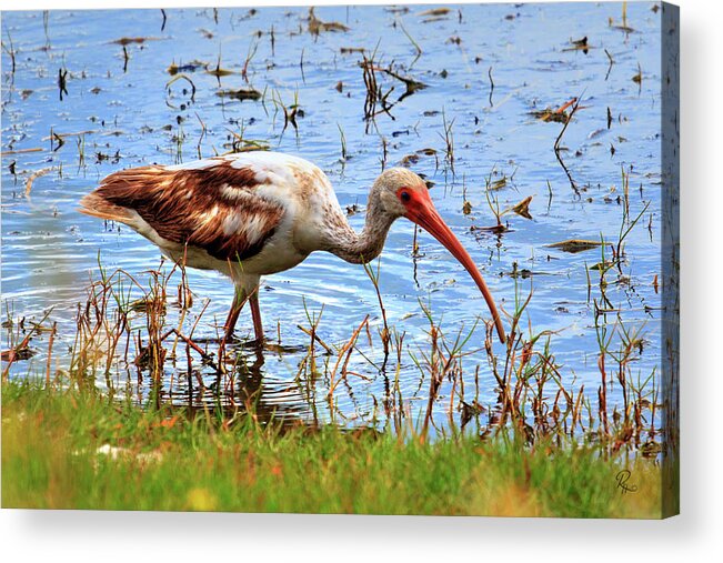 Birds Acrylic Print featuring the photograph Immature White Ibis by Robert Harris